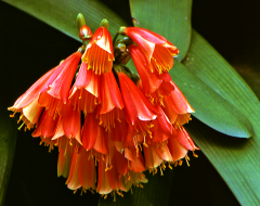 Petal Trumpets