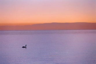 for-prints o0028-Morning Swan