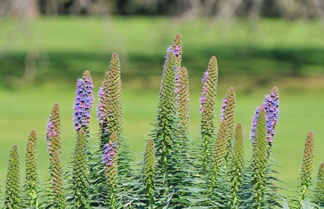 o0001-Werribee Mansion Garden