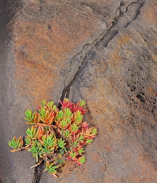 o0011-Flowering Rock