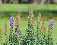 o0001-Werribee Mansion Garden