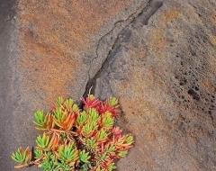 o0011-Flowering Rock