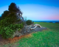 o0026-Tree & the South Winds